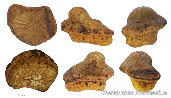рыбы, акулы, зубы акул, Ptychodus, Elasmobranchii, Ptychodus mammillaris, Шацк, Малый Пролом