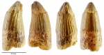 Рolycotylidae indet.