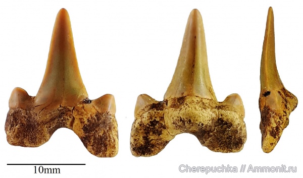 акулы, Cretalamna, Elasmobranchii, Lamniformes, Cretolamna catoxodon