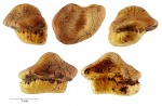 Ptychodus anonymus