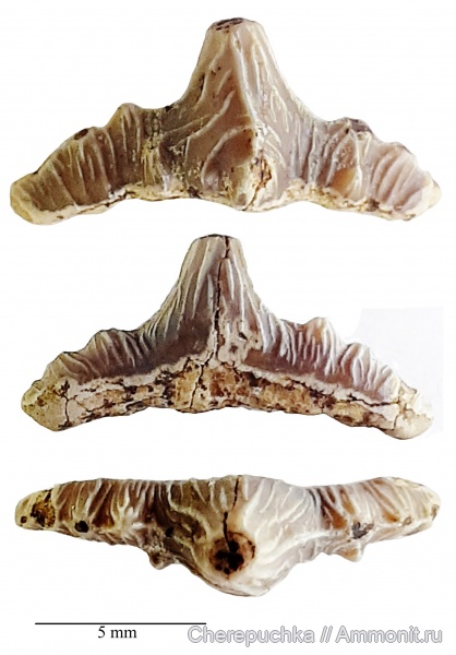 мел, рыбы, акулы, Polyacrodus, Elasmobranchii, Шацк, Малый Пролом, Polyacrodontidae