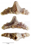 Polyacrodus sp.