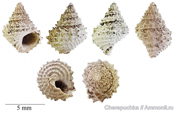 гастроподы, юра, оксфорд, Metriomphalus, Metriomphalus spinosus