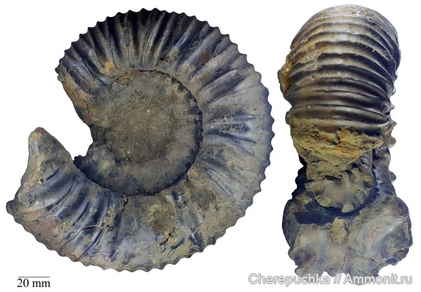 аммониты, моллюски, юра, Dorsoplanites, волжский ярус, Dorsoplanites dorsoplanus, Капотня, Dorsoplanitidae