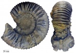 Dorsoplanites dorsoplanus