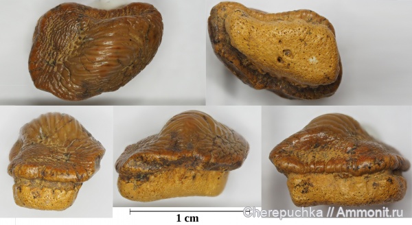 рыбы, акулы, Ptychodus, Elasmobranchii, Шацк, Малый Пролом, ptychodus anonymus