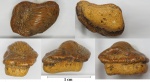Ptychodus anonymus