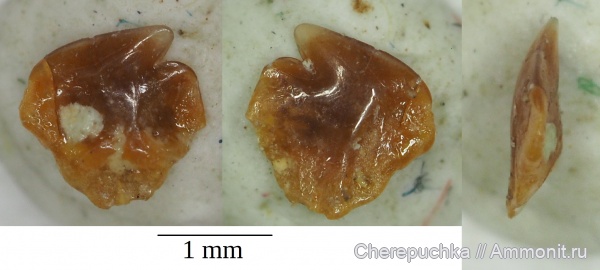 акулы, зубы акул, Elasmobranchii, Somniosidae, Cretascymnus