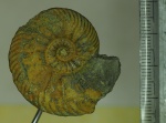 Quensedtoceras cf. flexicostatum