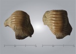Не крупный зуб  Ptychodus sp.