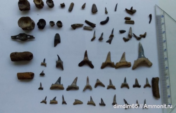 эоцен, акулы, Урал, зубы акул, Jaekelotodus, shark teeth, sharks