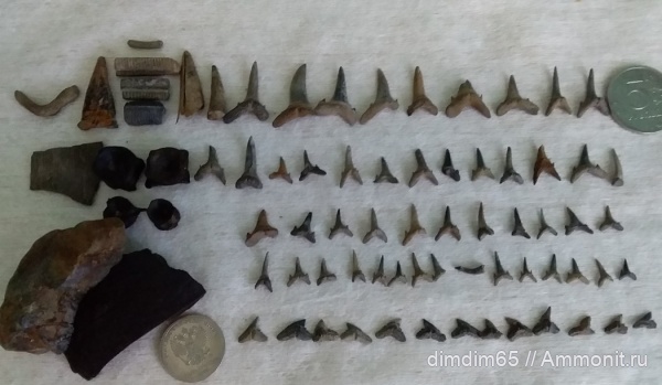 эоцен, акулы, Урал, зубы акул, Jaekelotodus, shark teeth, sharks