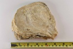 Ostrea (Platygena) asiatica, Romanovsky, 1879