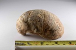 Gryphaea С.Таджикистан