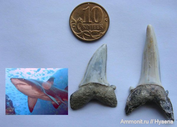 эоцен, акулы, зубы акул, Зауралье, Striatolamia, shark teeth, sharks