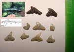 Зубы Carcharhiniformes