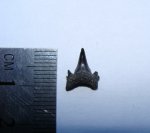 Odontaspis sp.