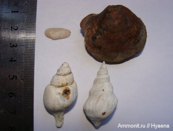 гастроподы, моллюски, двустворки, эоцен, Aporrhais, Зауралье, Clavilithes