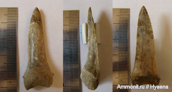 зубы, эоцен, акулы, зубы акул, Зауралье, Striatolamia, teeth, shark teeth, sharks