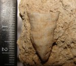 Dianulites fastigiatus