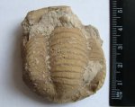Трилобит Illaenus sp.