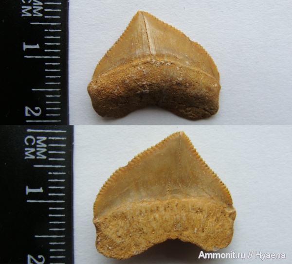 мел, Марокко, Squalicorax, зубы акул, Squalicorax pristodontus, Cretaceous, shark teeth