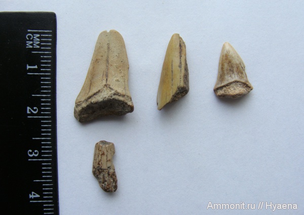 рептилии, мел, зубы, сеноман, зубы акул, Cretoxyrhina, Cenomanian, Cretaceous, teeth, shark teeth