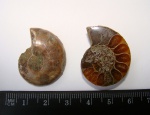 Аммонит Cleoniceras