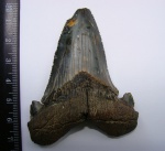 Зуб Otodus turgidus