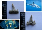 Isurolamna affinis
