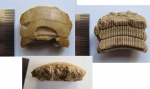 Зубная пластина Myliobatis dixoni