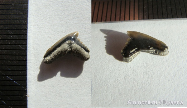 зубы, эоцен, зубы акул, Galeorhinus, Galeorhinus lefevrei, teeth, shark teeth