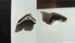 Galeorhinus lefevrei