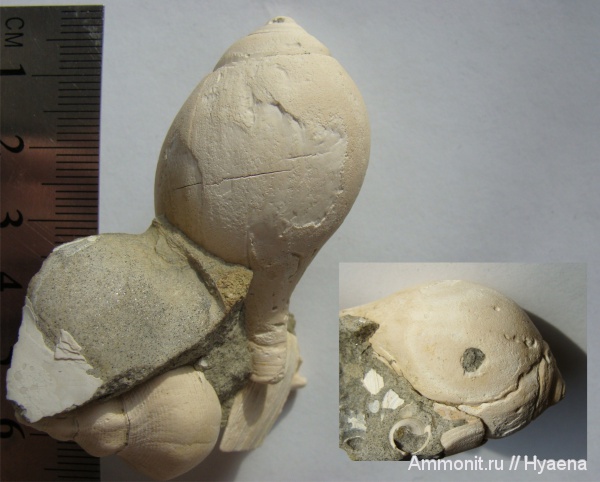 гастроподы, палеоген, Казахстан, прижизненные повреждения, Sycostoma, Sycostoma bulbiformis