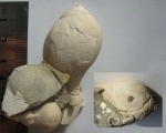 Sycostoma bulbiformis из Тургайской впадины