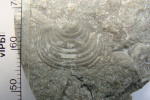 Спинная створка брахиоподы Echinoconchus