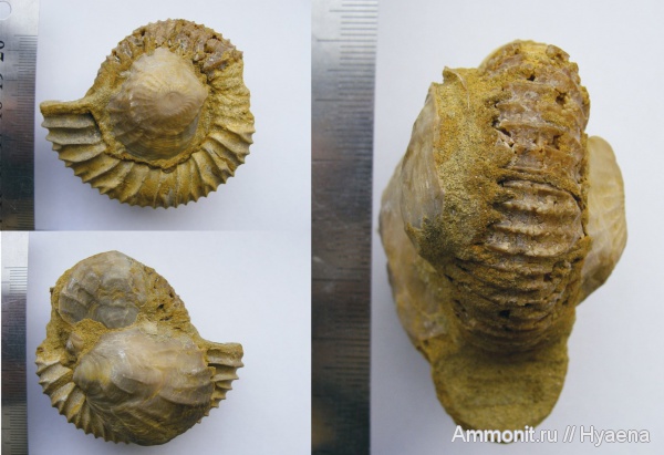аммониты, Pavlovia, волжский ярус, прижизненные повреждения, Ammonites, Ostrea, обрастание аммонитов, Volgian, ксеноморфизм, xenomorphism