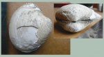 Cyprina sp.