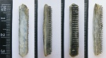 Хороший зуб Myliobatis sp.