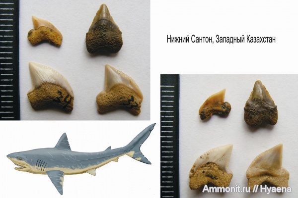 акулы, Squalicorax, зубы акул, сантон, Squalicorax praeyangaensis, Santonian, shark teeth, sharks