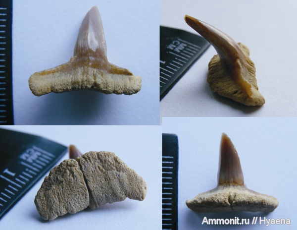 зубы, акулы, Sphenodus, зубы акул, ?, teeth, shark teeth, sharks