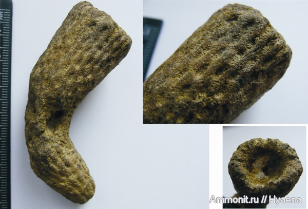 кампан, Ventriculites, сантон, Ventriculites infundibuliformis, Sororistirps tubiforme, Sororistirps, Santonian, Campanian