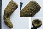 Sororistirps tubiforme