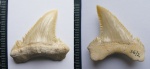 Palaeocarcharodon landanensis