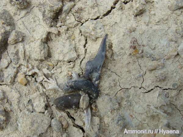 акулы, зубы акул, Xiphodolamia, Alopias, Xiphodolamia ensis, shark teeth, sharks