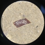 Чешуйка Palaeonisciformes