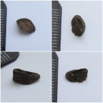Меловой Dermal denticle с Среднего Урала
