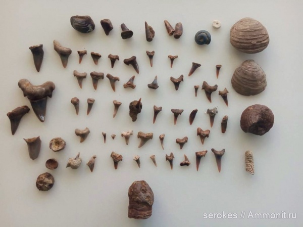 Ptychodus, Gastropoda, Plesiosauria