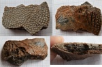 Подбираюсь к целой рыбе. Asterolepis ornata.