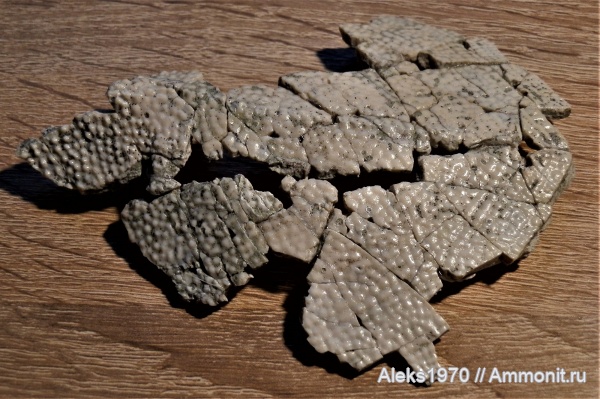 девон, рыбы, Латвия, Asterolepis ornata, Гауя, posterior median dorsal plate